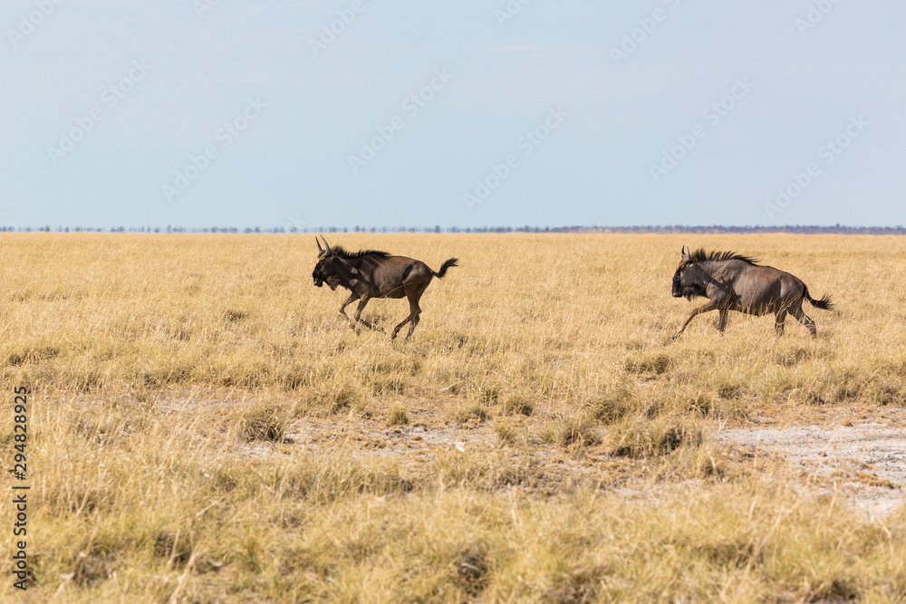 Two running gnus in a steppe, Etosha, Namibia, Africa