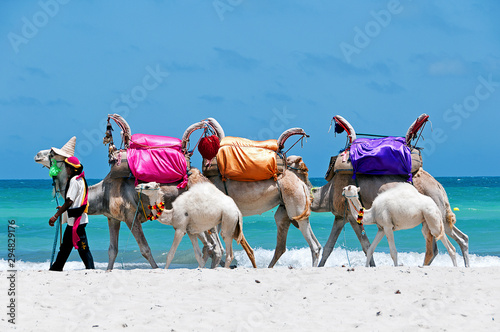 Tunisia. Djerba island. Beach of Sidi Mehrez. Camels use for sightseeing tours