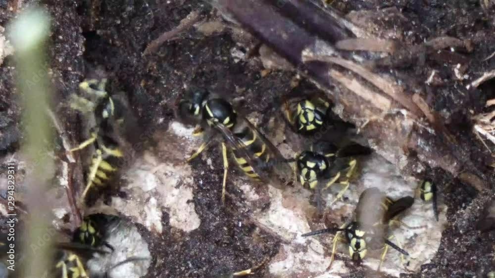 active wasp nest full of wasps under the roots of a tree active wasp nest full of wasps under the roots of a tree
