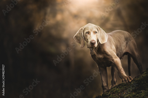 Portrait of a Weimaraner standing on the root of a tree