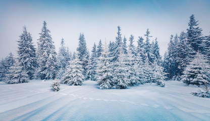 Cold winter morning in mountain foresty with snow covered fir trees. Splendid outdoor scene of Carpathian mountains. Beauty of nature concept background.