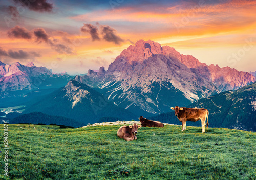Cows on the pasture. Fantastic summer sunrise in National Park Tre Cime di Lavaredo with Cristallo group on background. Colorful morning view of Dolomiti Alps, Italy, Europe.