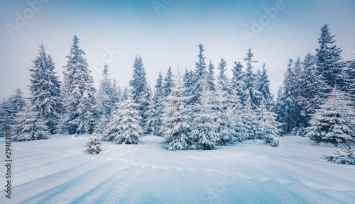 Cold winter morning in mountain foresty with snow covered fir trees. Splendid outdoor scene of Carpathian mountains. Beauty of nature concept background.