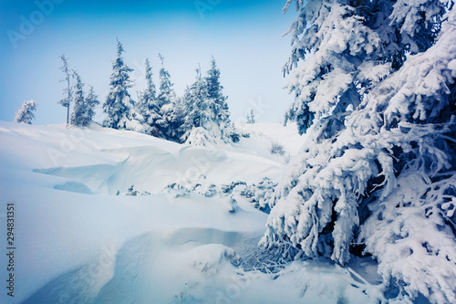 Wonderful winter morning in mountain forest with snow covered fir trees. Colorful outdoor scene  Happy New Year celebration concept. Beauty of nature concept background.