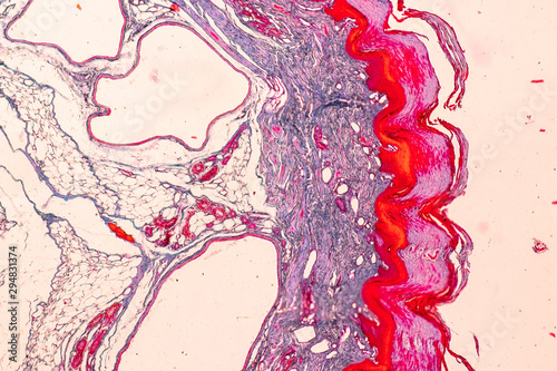 Education anatomy and Histological sample Touch corpuscles in skin Tissue under the microscope. photo