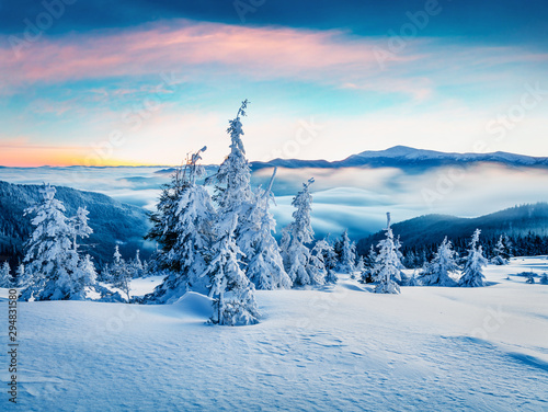 Valokuva Frosty winter sunrise in Carpathian mountains with snow covered fir trees