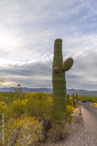 Vertical Saguaro Cactus Desert Scene. Huge Saguaro cactus in the Sonora Desert at Saguaro National Park in Tucson Arizona in vertical orientation
