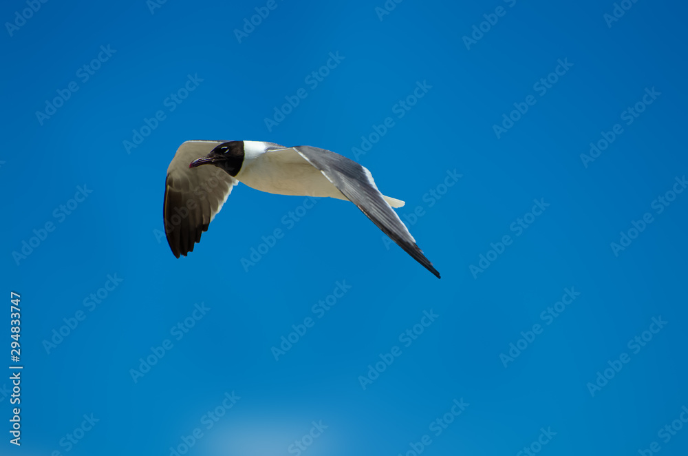 Seagull Flying Seagull Flying