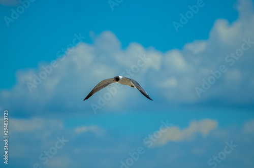 Seagull Flying