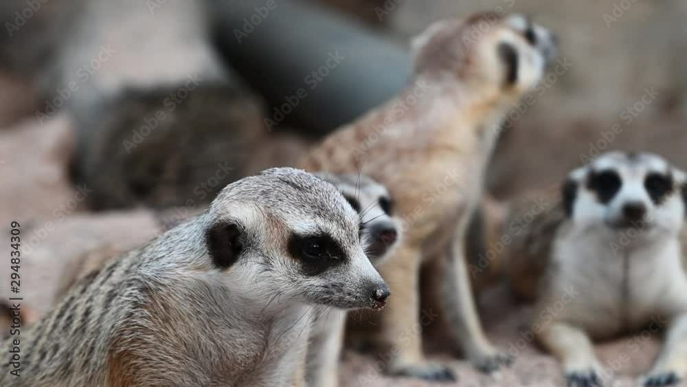 Family of meerkats at a zoo