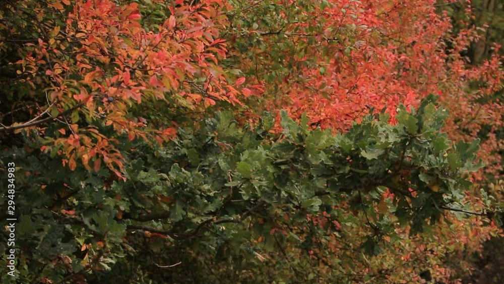 Autumn colors of oak tree in wind Autumn colors of oak tree in wind