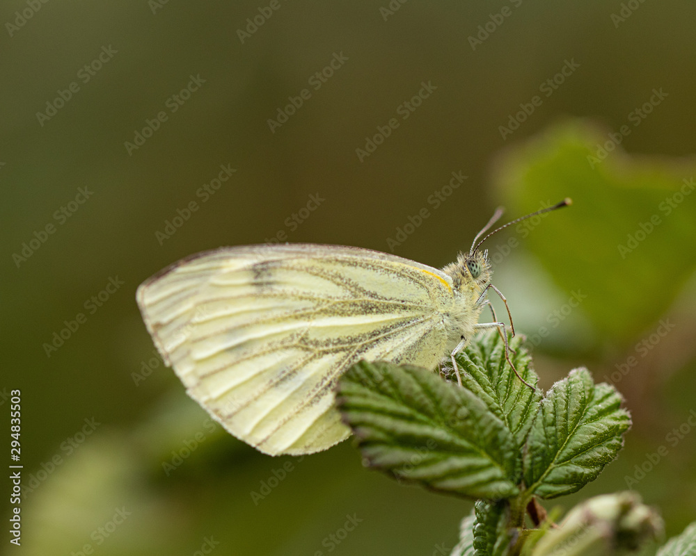 Green-Viened White Butterfly on a leaf Green-Viened White Butterfly on a leaf