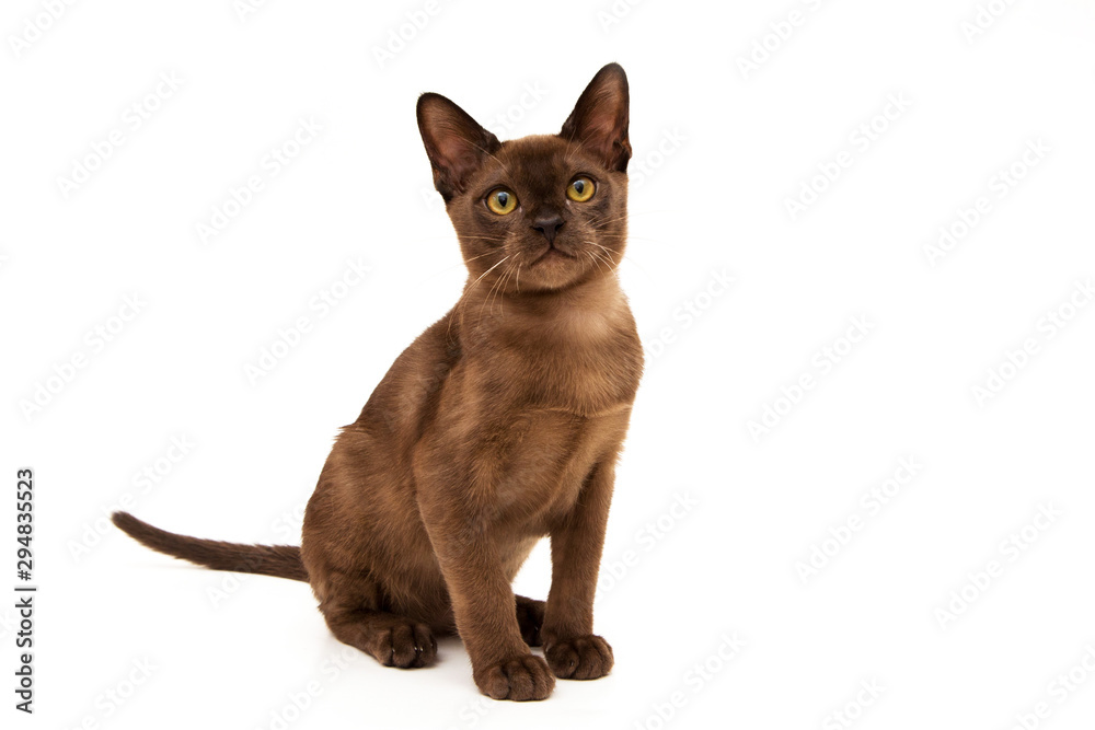 Burmese cat. Cute playful chocolate-colored kitten. On white background.