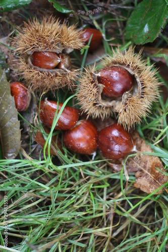 Chestnuts in the wild