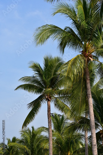 palm trees on a background of blue sky