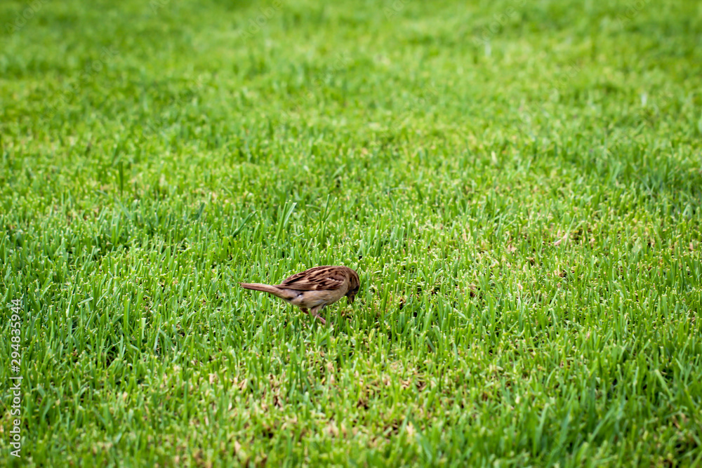 Obraz premium Aufnahme eines Spatz oder Sperrling 