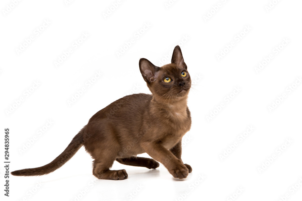 Obraz premium Burmese cat. Cute playful chocolate-colored kitten. On white background.