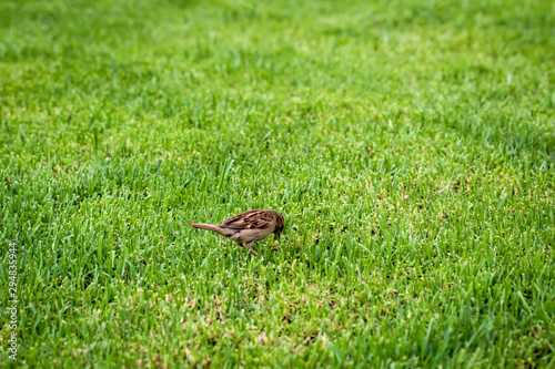 Aufnahme eines Spatz oder Sperrling 