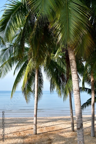 palm trees on the beach © แหลมทอง พราหมพันธุ์