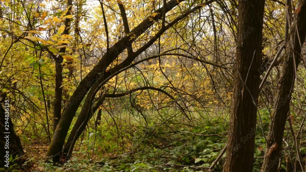 In autumn, the European forest becomes golden and quiet. Dniester delta (Ukraine)/ In autumn, the European forest becomes golden and quiet. Dniester delta (Ukraine)/