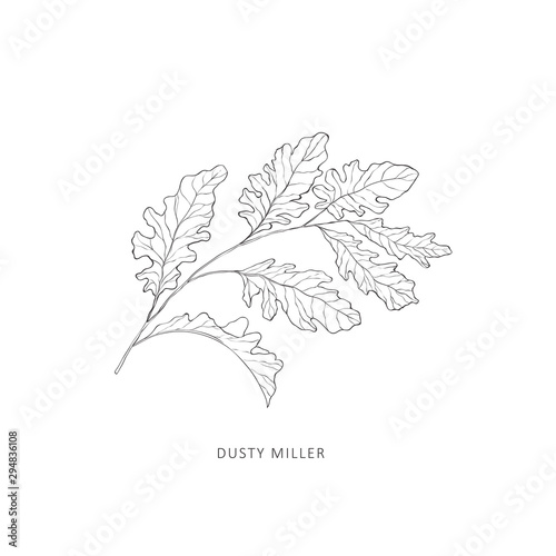 Hand drawn branch of plant. Line art vector graphic.