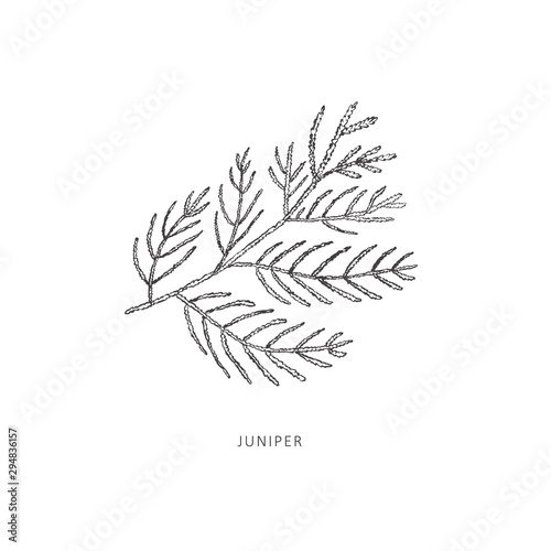 Hand drawn branch of plant. Line art vector graphic.