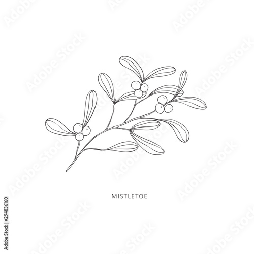 Hand drawn branch of plant. Line art vector graphic.