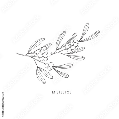 Hand drawn branch of plant. Line art vector graphic.