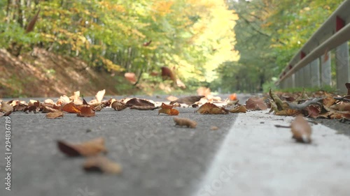 Dried yellow leaves falling from the trees on a highway. Autumn time