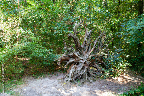 Arbre