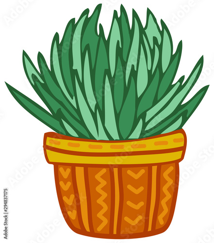 Succulente plant, cactus. Nature clip-art