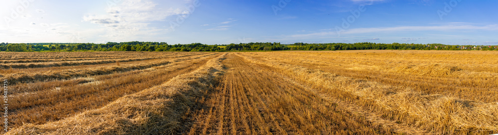 Panorama of wheat field against blue sky on summer day