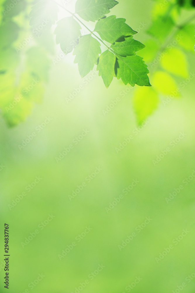 Beautiful green leaves nature in the garden and blurred background. Beautiful green leaves nature in the garden and blurred background.