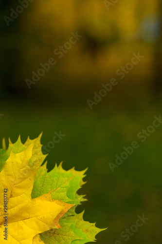 Autumn background with maple leaves in the lower left corner and with place for text. Vertical photograph. Autumn concept.