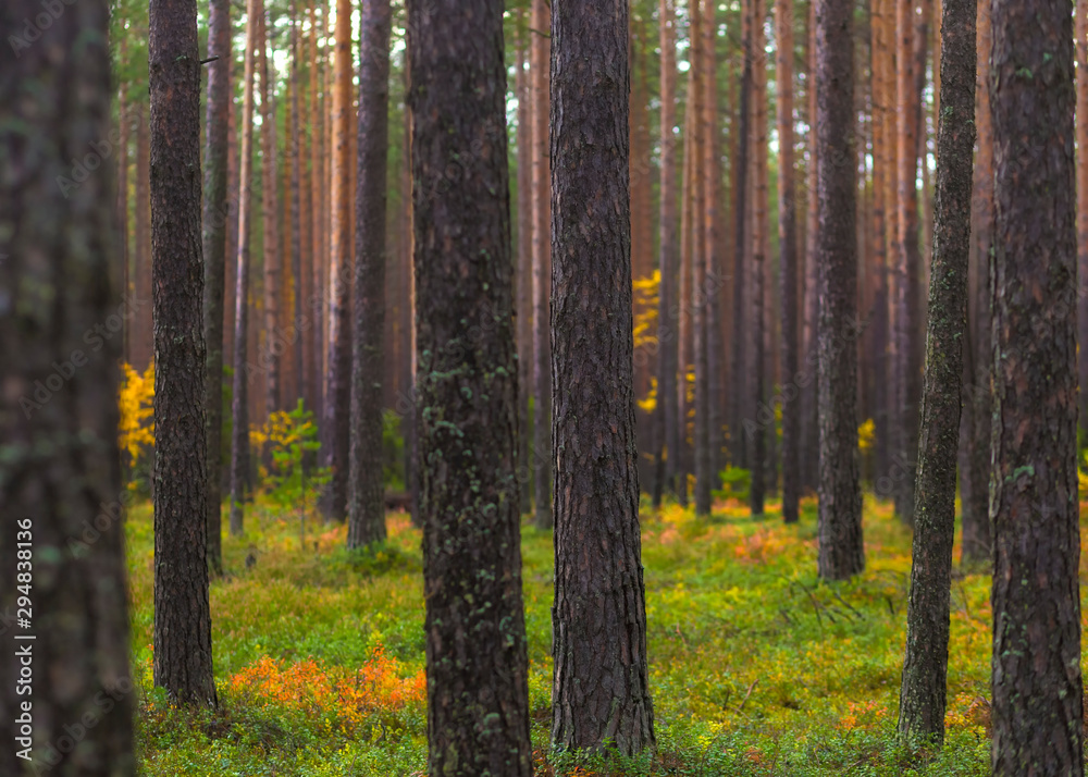 Bright beautiful autumn pine forest Bright beautiful autumn pine forest