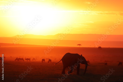 Silhouettes of african animals in the savannah during sunset. © Marie