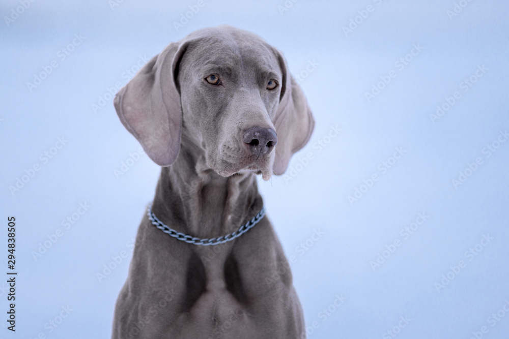 Dog breed Weimaraner, portrait in winter, close-up