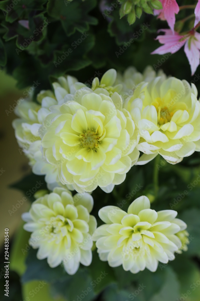 Obraz premium Flores varias