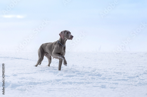 og breed Weimaraner, hunts winter, proudly is worth on the horizon in fields