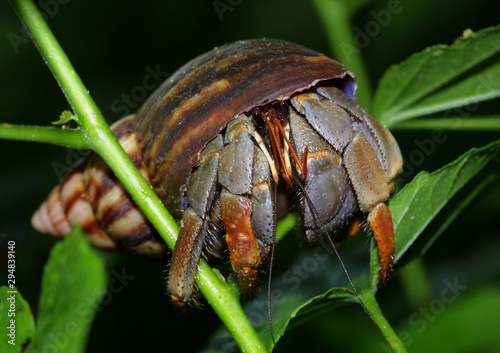 Einsiedlerkrebs (Pleocyemata) in Schneckenschale photo