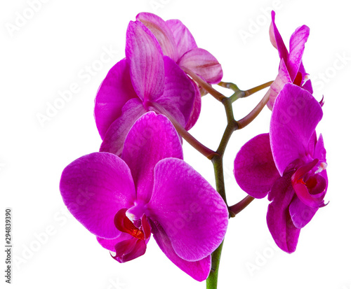 Beautiful violet or purple or magenta blossoms of orchid phalaenopsis isolated on a white background in macro lens shoot on a white background.