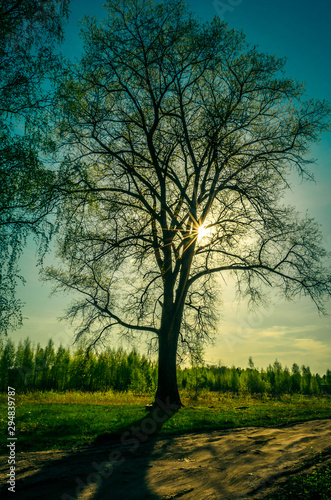 Summer sunset in the woods with rays