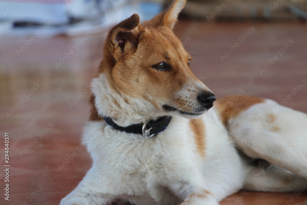 pet dog sitting,lying,sleeping on the home pet dog sitting,lying,sleeping on the home