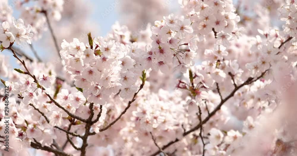 桜 揺れる桜 パン撮影 桜 揺れる桜 パン撮影