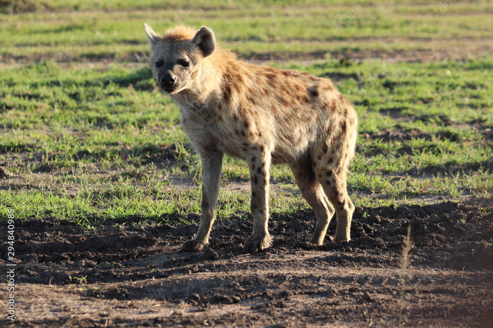 Fototapeta premium Spotted hyena in the savannah, Masai Mara National Park, Kenya.