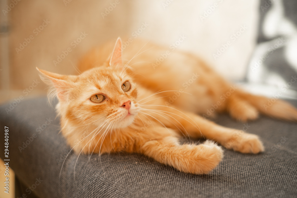 red cat on a gray sofa in the apartment