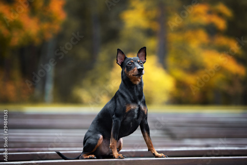 german pinscher dog posing outdoors in autumn photo