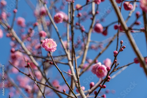 ピンクの梅の花