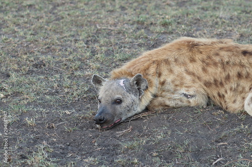 Valokuva Spotted hyena face with a big scar.