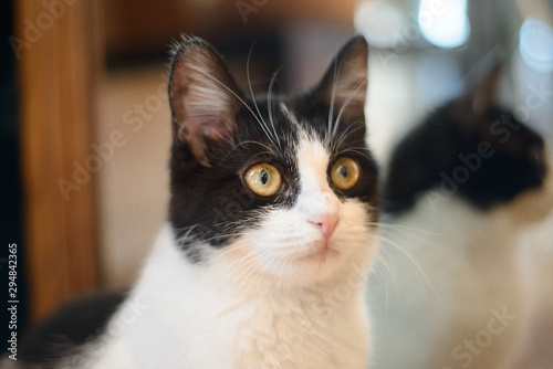 white cat with black spots playing in the house